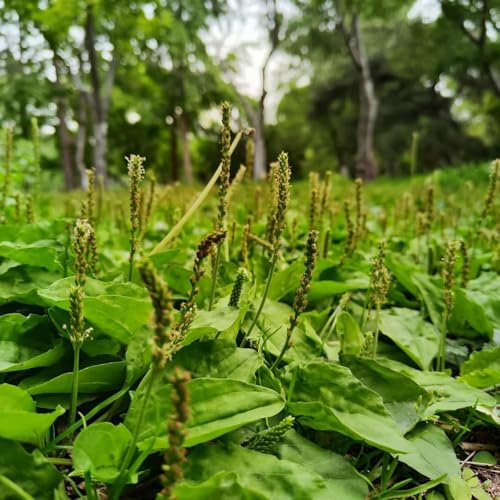 semillas de plátano ribwort, resistentes al invierno para balcones, semillas jardín interior 10pcs