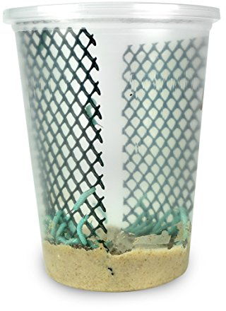 24ct Live Hornworms by DBDPet | Live Arrival is Guaranteed | Includes Attached Care Guide