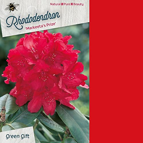 Rhododendron 'Markeeta's Prize' 40-50 cm pot | Arbuste persistant, floraison rouge éclatante au printemps, idéal massif & haie fleurie