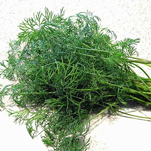 Semi-aneto Tetra Organici (V 51)