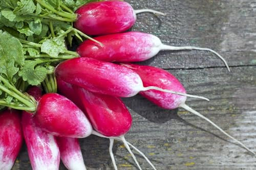 JustSeed - Vegetables - Radish - French Breakfast 3-100 Seeds - Small Garden Packet