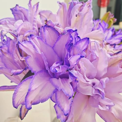 bulbos de lirio perennes resistentes - jardín interior fexóticas 3pcs
