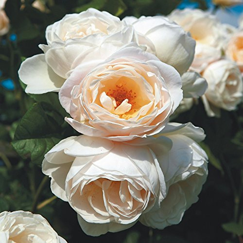 Kletterrose Uetersener Klosterrose creme-weiß - Kletter-Rose duftend - Pflanze für Rankhilfe im 5 Liter Container von Garten Schlüter - Pflanzen in Top Qualität