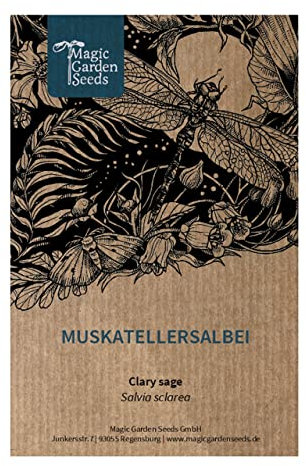 Sauge sclarée/sauge orvale (Salvia sclarea) env. 100 semences