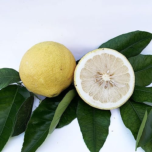 SAVINI VIVAI Planta de Bergamota Fantástico árbol de cítricos de bergamota en fitocélula, altura 100-120 cm 1 año de injerto, fabricado en Italia