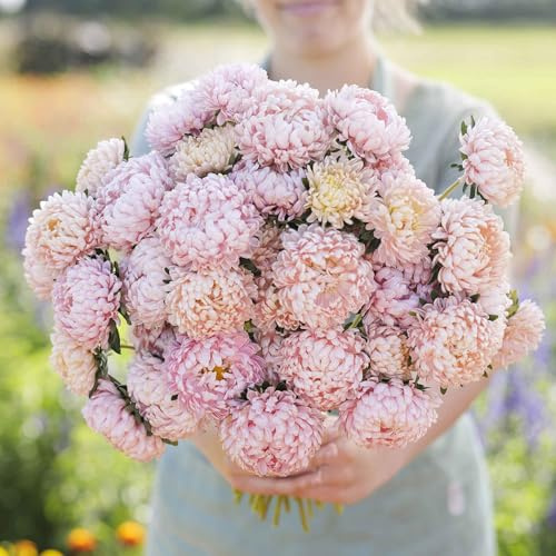 Eden Brothers Aster Seeds (Peony Duchess) - Apricot