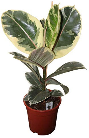 Garden Market Place Planta de Interior - Planta para el hogar o la Oficina - Ficus Elastica - Caucho - El baniano o higuera de Bengala - Planta abigarrada de Unos 50 cm