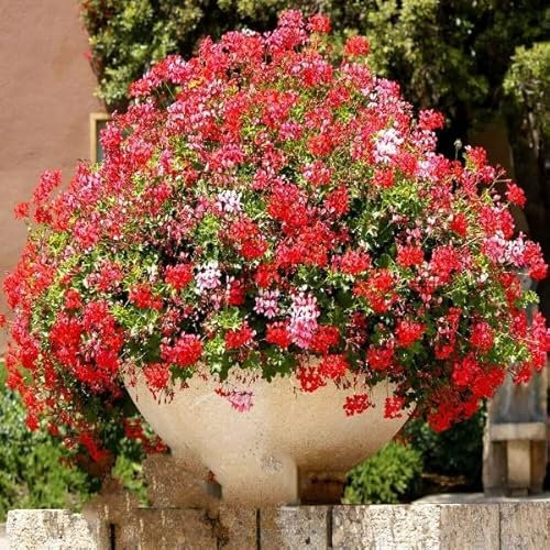 TRTO 2 Seeds F2 Geranium Mix Pelargonium peltatum Fast Growing Hanging Baskets for Planting Garden Yard Patio and Useful for Gifts