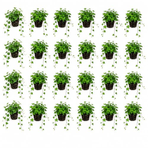 vdvelde․com - Hiedra 24 plantas, Hedera mix 3 variedades, trepadora P9