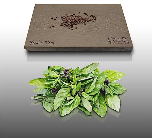 100 graines Aromatiques à semer - Le Grenier d'Abondance - BASILIC Thaï - Ocimum basilicum