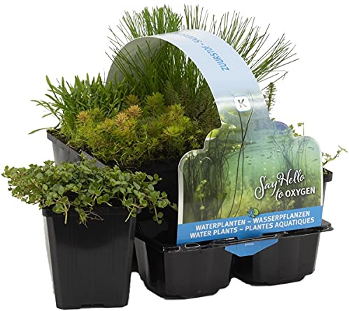 Bloomique - Set di 6 - Piante da Stagno Ossigenanti - Hippuris, Hydrocotyle, Lilaeopsis, Myriophyllum, Rotala, Scirpus - Zona 5 - Alte 15-25 cm - Vaso 9 cm
