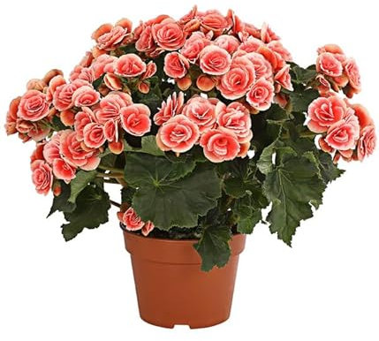 DECOALIVE Begonia Hiemalis Elatior Flor Natural Planta Flores Colores Exclusivos