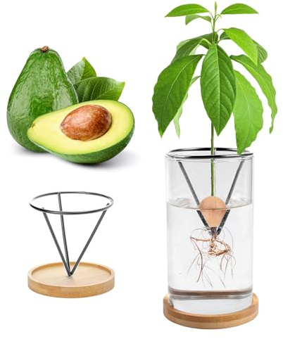Kit per la germinazione delle piante, kit per la crescita di alberi di avocado, vaso per la crescita di avocado con base in legno, vaso per la germinazione dei semi di avocado in vetro, vaso per