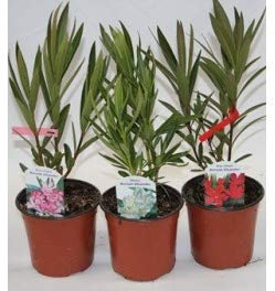 Adelfa (maceta 13 cm ø) (Rojizo)