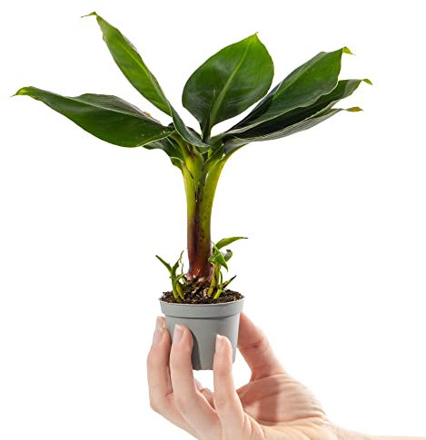 GardenersDream Baby Banana Plant in 6 cm Pot - Musa Acuminata Small Ornamental Indoor House Plant - Live Decorative Indoor Plants for Desks, Shelves, and Small Spaces