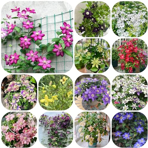 semillas de perennes resistentes de clemátide, trepadoras otoño resistentes para invitados raras para lugares soleados silvestres 55pcs