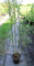 Korkenzieher Weide Tortuosa - Salix matsudana Tortuosa