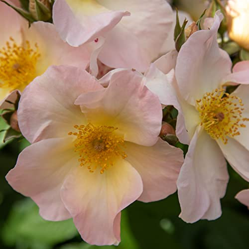 Sally Holmes®, rosa viva di Rose Barni®, rosa in vaso effetto massivo di color bianco e albicocca, ideale per coltivazione in vaso, composizioni e cespugli vigorosi, rifiorente cod. 76056