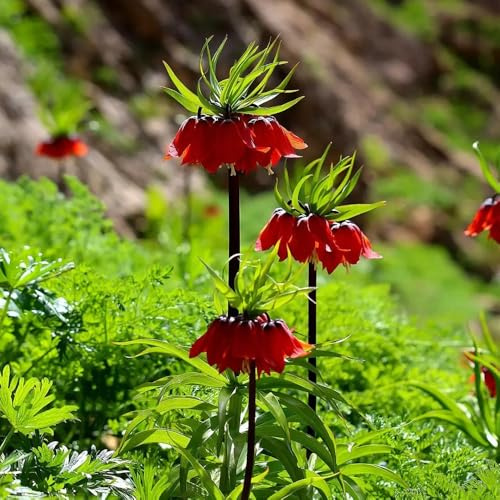 5bulbi imperiali, tuberi di fritillaria selvatici estate, interno corone imperiali freschi, decorazioni per giardini esterni, mini