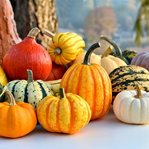 Mix of Gourds 25 Seeds + Plant tag + Freebie - Cucurbita Pepo - Autumn Decor gourds Ornamental