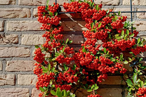 Piracanta Rossa Pyracantha coccinea Orange Glow Agazzino pianta da siepe sempreverde in vaso 2 litri h. 150/200 cm Vivaio di Castelletto