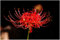 10 X Lycoris Radiata - Giglio Del Ragno Rosso - Bulbi Di Alta Qualità (10)