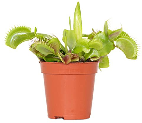 Bloomique - Dionaea Muscipula - Dionée Attrape-Mouche - Plante Carnivore - Plantes d’intérieur - 5-10 cm de Haut - Pot 6 cm