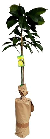Planta de Aguacate, arbol de variedad injertado. 90-100 Cm. Muy Productivo cosecha tras cosecha. Resistente al Frio. Plantar un aguacate aporta sombra, frutos nutritivos, oxígeno.