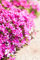 Phlox douglasii 'Red Admiral' ca. 9x9 cm Topf - Teppich-Phlox, leuchtend rote Blüten, Blütezeit April-Mai, ideal für Steingärten, winterhart, pflegeleicht