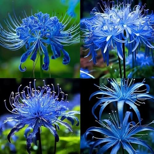 Bellissimo Rizoma Di Lycoris, Resistenti Al Freddo E Alla Siccità, Facile Da Coltivare, Adatte Per La Decorazione Di Giardini-4 bulbs-A