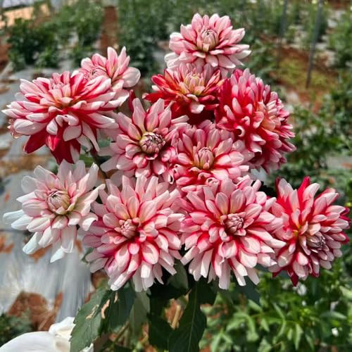 dalias jardín de de primavera tubérculos dalia otoño, resistentes, con floración. raras primavera resistentes jardín y balcón decoración en miniatura 5bulbos