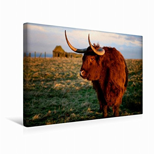 CALVENDO Toile de qualité supérieure 45 cm x 30 cm - Motif : Highland Cattle in Caithness - Tableau sur châssis - Impression sur Toile - Motif Animaux de