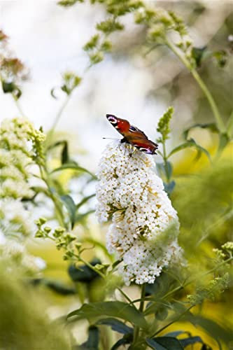 Buddleja 'Peace' 80-100 cm - Schmetterlingsflieder, weiße Blüten, Blütezeit Juli-September, Schmetterlingsmagnet, pflegeleicht und winterhart