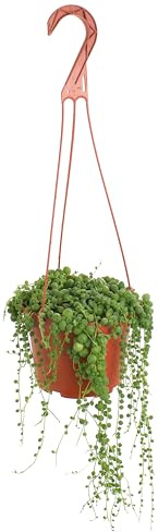 Shop Succulents 6 String of Pearls Hanging Succulent Live Plant, Versatile for Hanging Baskets, Vertical Gardens, Indoor & Outdoor Decor, Low-Maintenance Indoor Plant