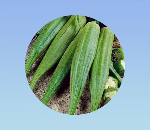 50 Graines de Gombo - Variété Clemson Spineless - Légume- Fruit Exotique pour un Jardin Productif