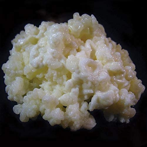 1 TBSP Milk Kefir Grains - Fresh Probiotic Starter Culture - Fusion Teas
