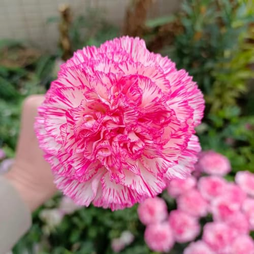 semi di chiodi di garofano - giardino, resistenti perenni decorazione 550pcs