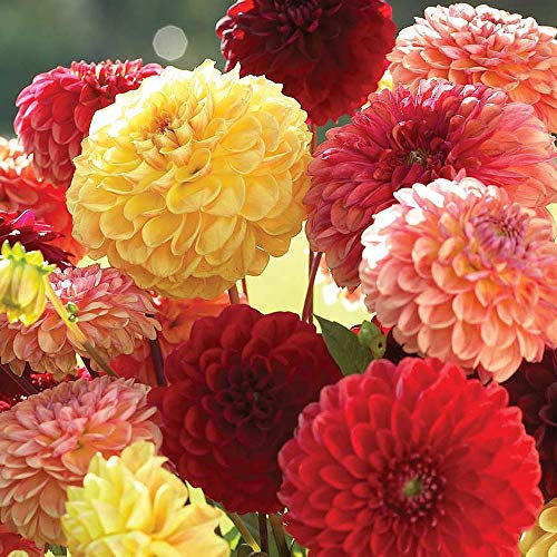 Dahlia Variabilis ‘Pompone Mixed’ 1 Packet (50 Seeds) by Thompson and Morgan