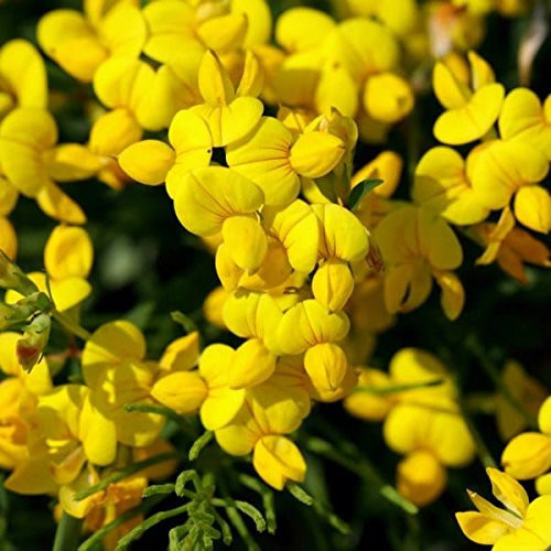 Birdsfoot Trefoil Seed Wildflower Seeds Agricultural Great Source of Nectar for Many Insects and Will Attract Large Numbers to The Garden Flower Seeds UK (250 g)