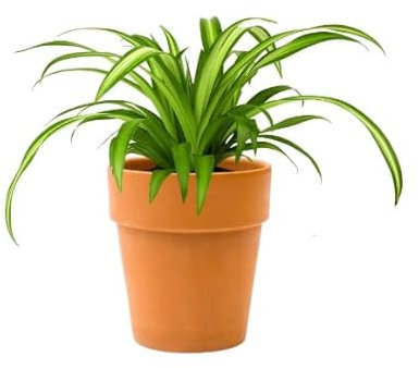 DECOALIVE Chlorophytum Comosum con Maceta de Cerámica Planta Natural de Interior Planta Araña Cinta