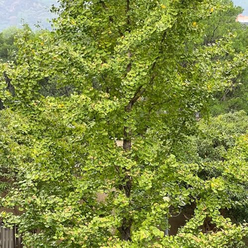 50 pz Semi di ginkgo, albero di ginkgo gli alberi acquistano regali di sostenibilità, Ginkgo biloba, piante da balcone da giardino perenni resistenti piante resistenti alla copertura