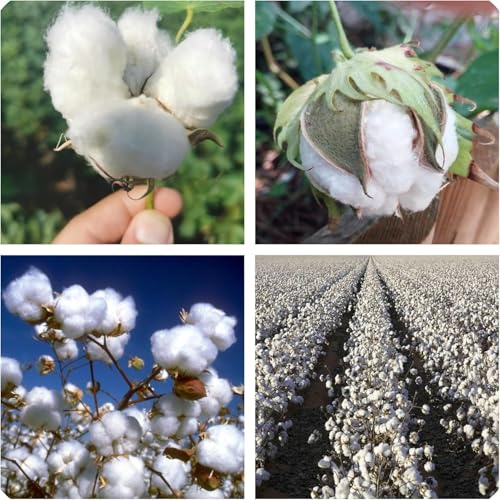 Semi di Cotone Naturale per Piante, 50 Semi, Batuffoli di Cotone naturali fatti in casa, Seed cotton