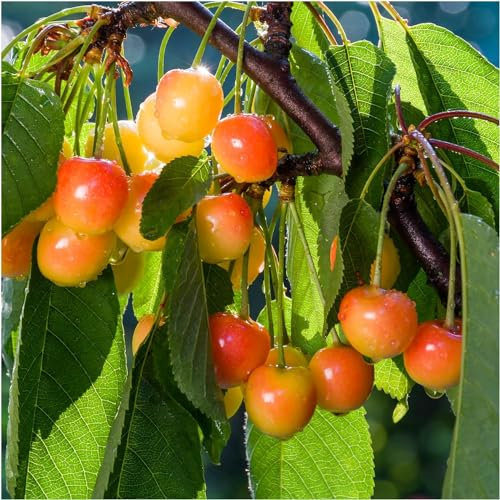 Dwarf Bigarreau Napoleon Cherry Tree Bare Root, Large, Red-Flushed, Sweet & Juicy Cherries 3fatpigs®