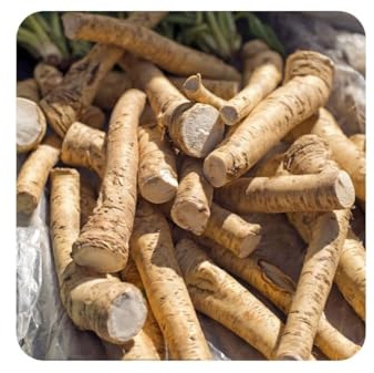 semillas de rábano picante orgánicas, variedades antiguas jardín interior 200pcs