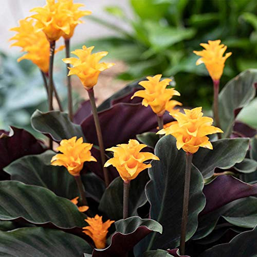 GardenersDream Calathea Crocata - Live Indoor Flowering Plant - Air Purifying Eternal Flame Decorative Plants (25-35 cm incl. 14 cm Pot)