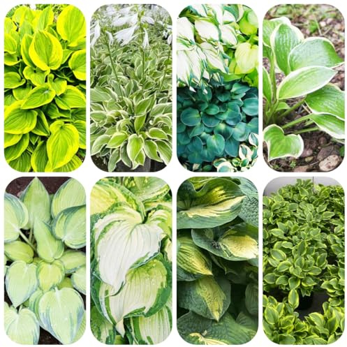 Planta hosta resistente - semillas plantas resistentes para el jardín plantas de interior purificadoras de aire semillas prados flores hosta macetas en macetas balcón exóticas perenne 100pcs