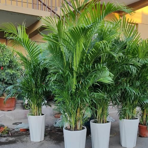 goldfruchtpalme samen - winterharte pflanzen für garten wohnzimmer pflanzen herbst dekoration gartenpflanzen winterhart mehrjährig winterharte kübelpflanzen zimmerbonsai bonsai deko 45pcs