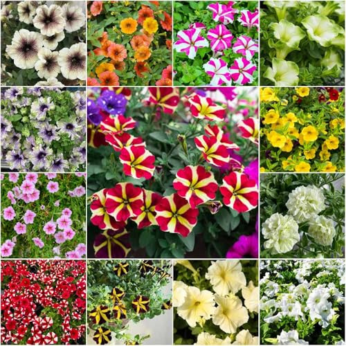 petunia - semillas Semillas de bonsái, de jardín del jardín petunia resistentes al invierno para balcones exóticas 250pcs