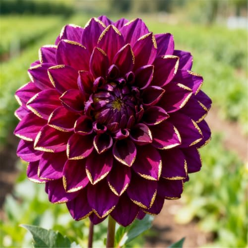 Dalias perennes para jardines - Disfrútalas durante años después de plantarlas - Fáciles de cuidar-6 PCS-J