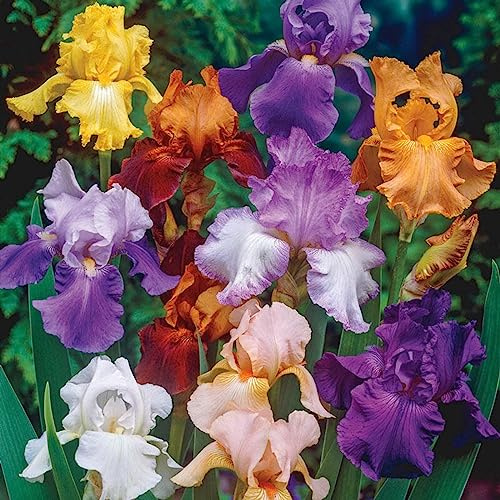 Beauty Mix Bearded Iris,Root Start, Color Mix,Reblooming Iris,Simply Beautiful Flowering Perennial,-8 Bulbs,B